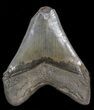Serrated, Megalodon Tooth - South Carolina #39962-1